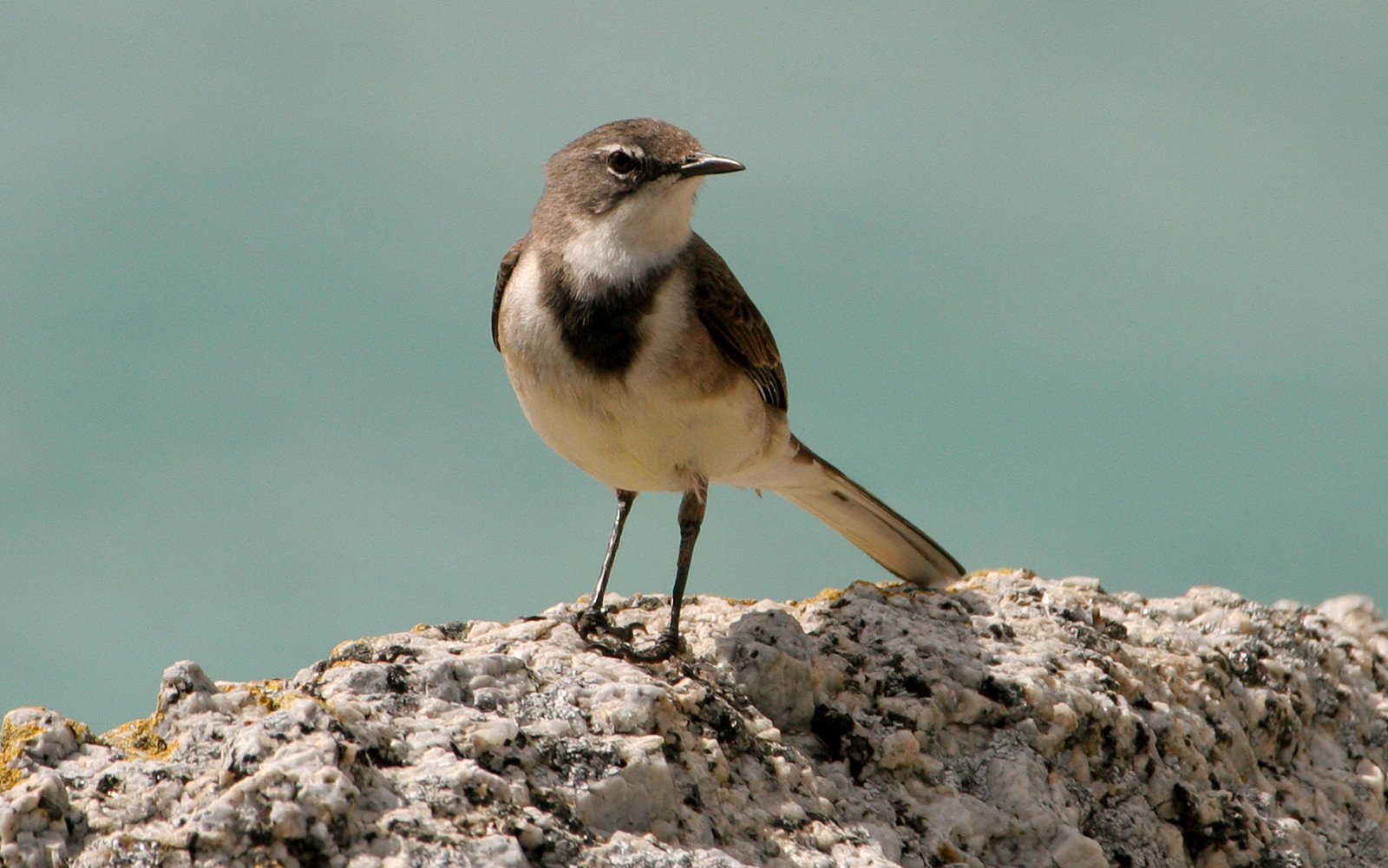 image Cape Wagtail